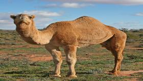تفسير حلم الجمل في المنام